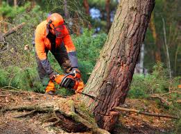 Best Arborist Consultation Services  in Valhalla, NY