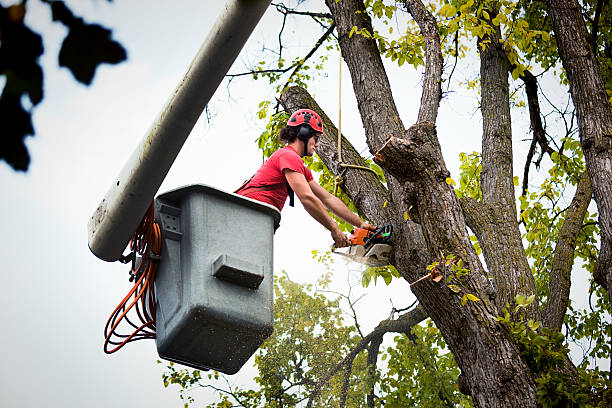 Best Tree and Shrub Care  in Valhalla, NY